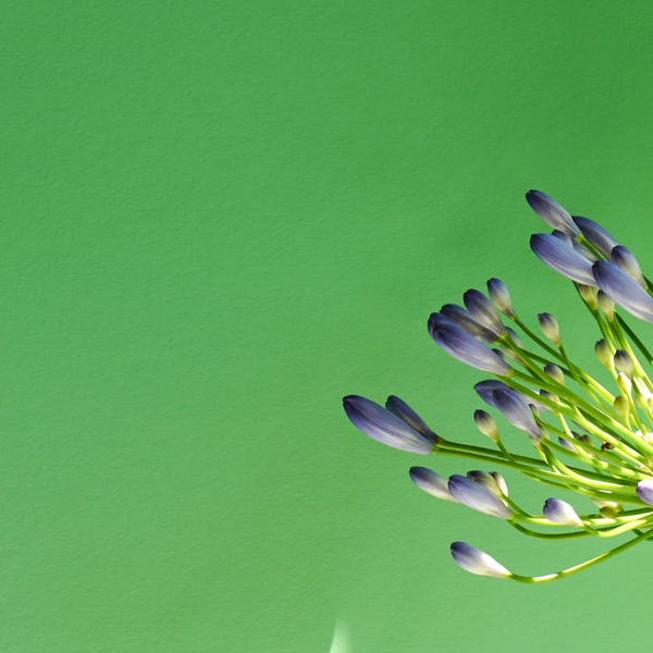 close-up of a flower with lilac petals, photographed on the right side of a bright green coloured background