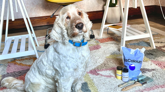 photo of a mid-length haired spaniel dog, sat on top of a colourful geometric rug in between two wooden desk legs with slats, posing next to a blue pouch, two small glass jars in blue and yellow and two paint brushes