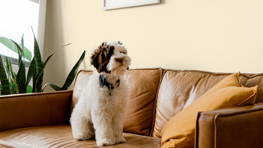a fluffy dog in cream and black sat on a brown leather sofa and photographed in front of a warm neutral wall, surrounded by green plants
