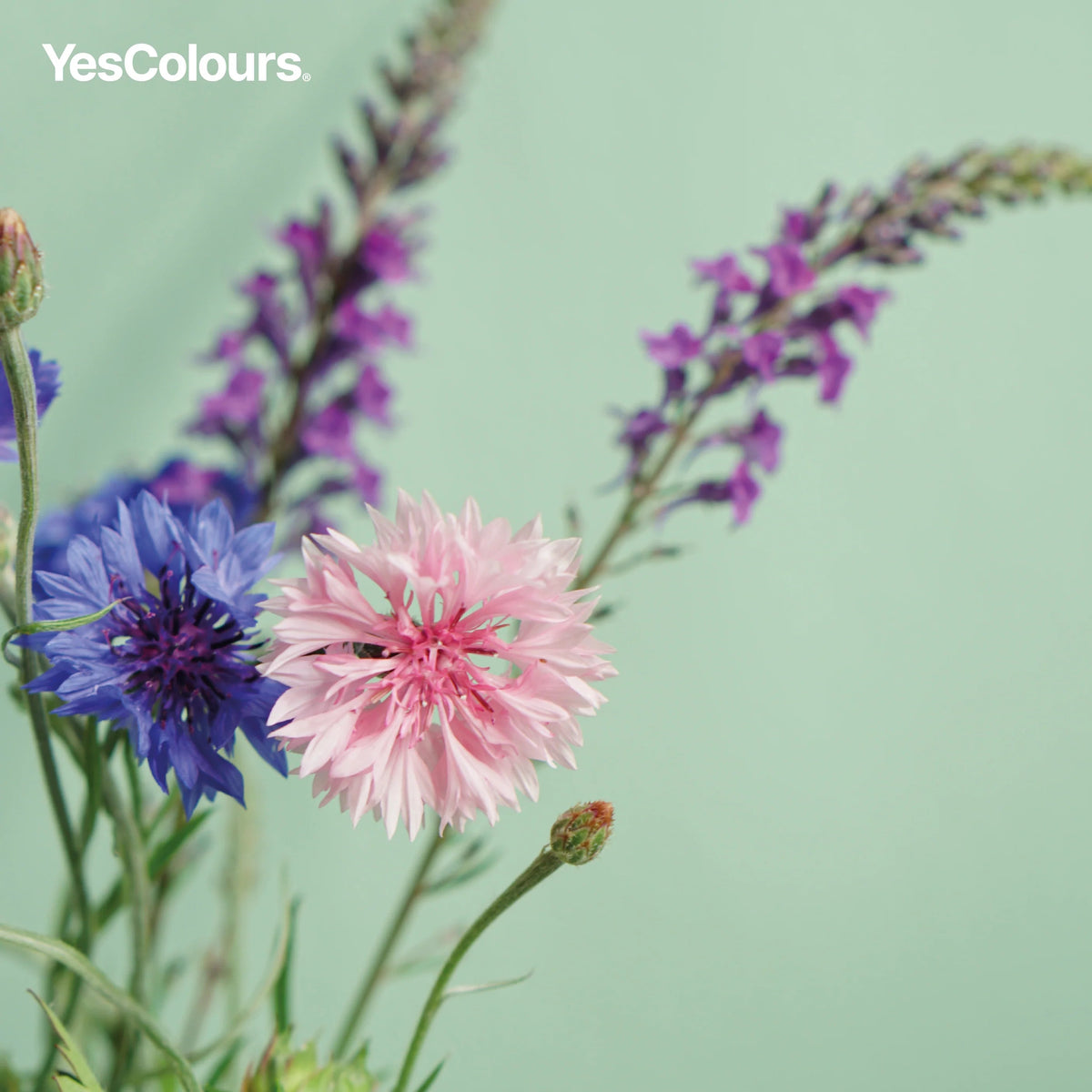 YesColours