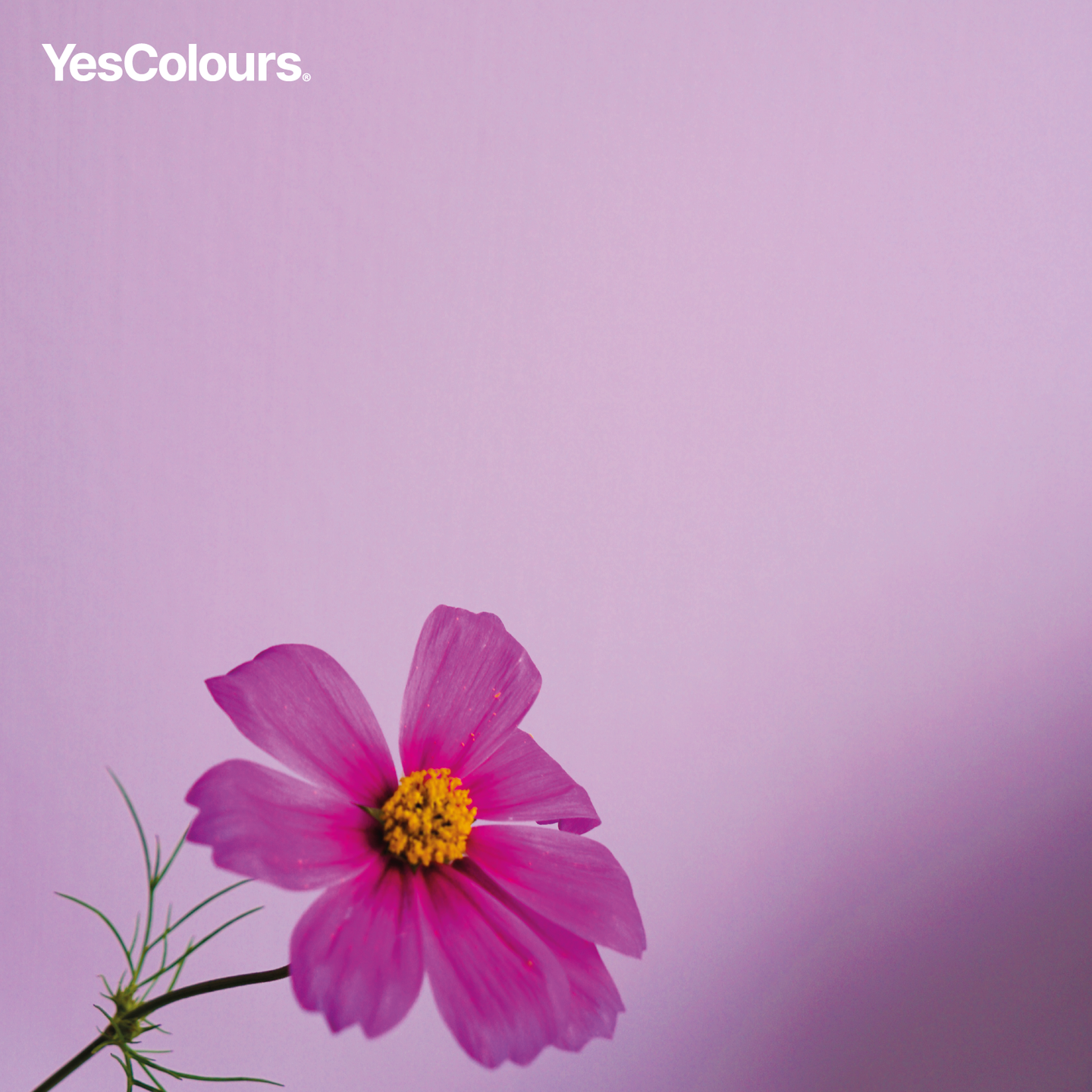 YesColours premium Fresh Pink matt emulsion paint