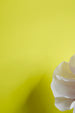 YesColours