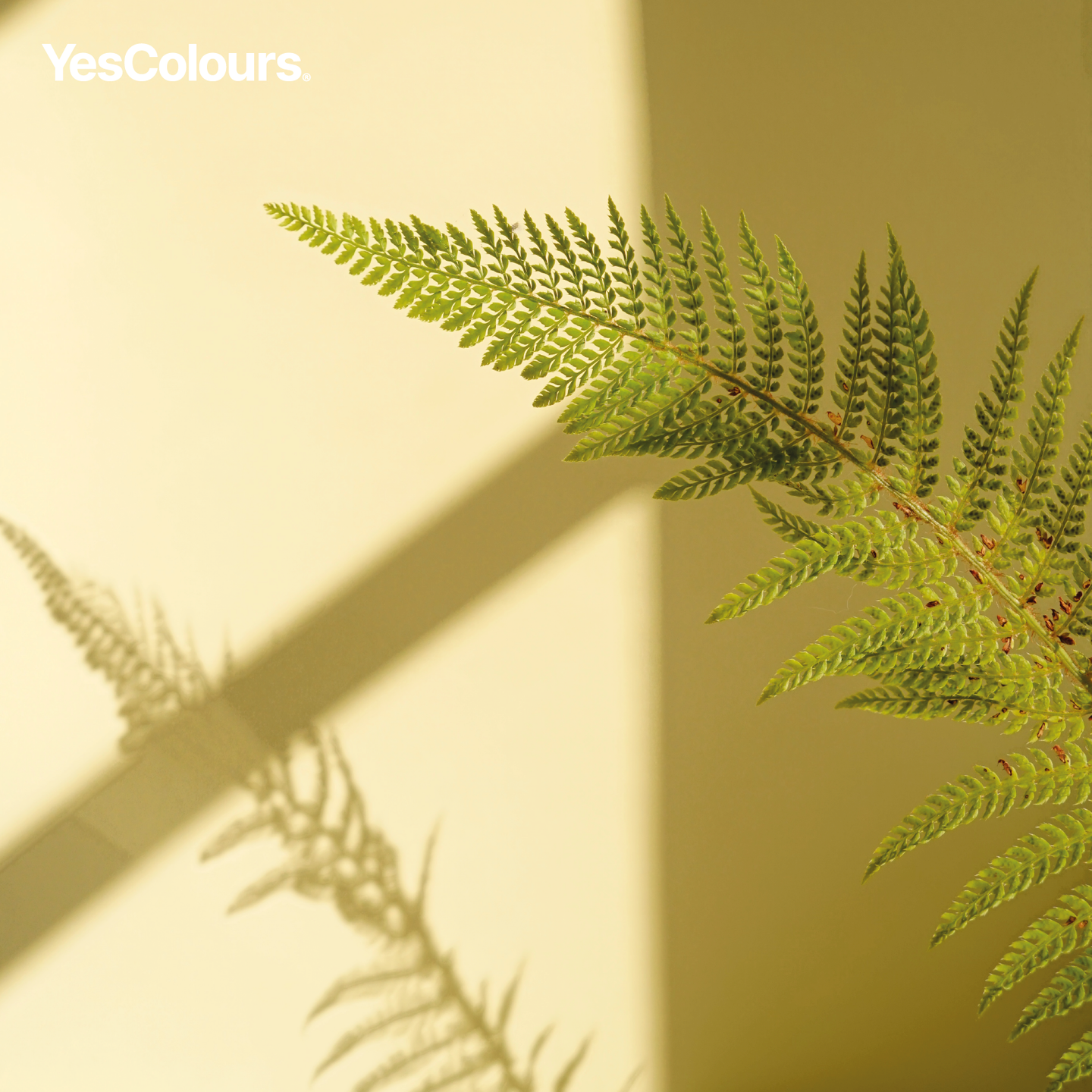 Color Yesca YesColours | Fresh Yellow paint swatch