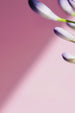 YesColours