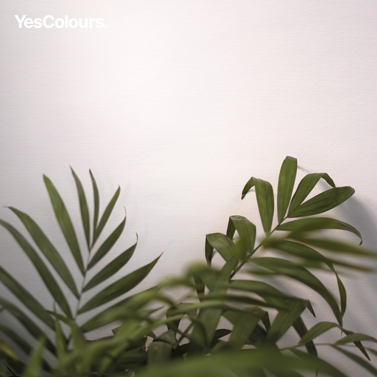 YesColours premium Serene Neutral paint swatch Dulux paint Lick paint, Coat Paint