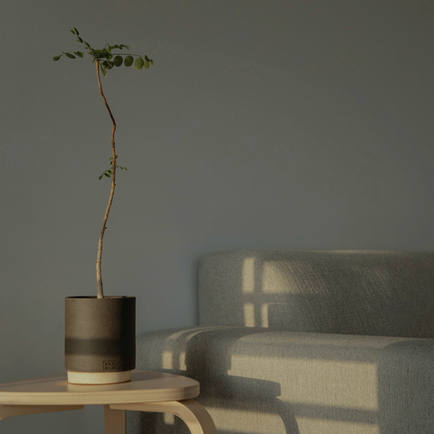 Secluded Grey paint swatch