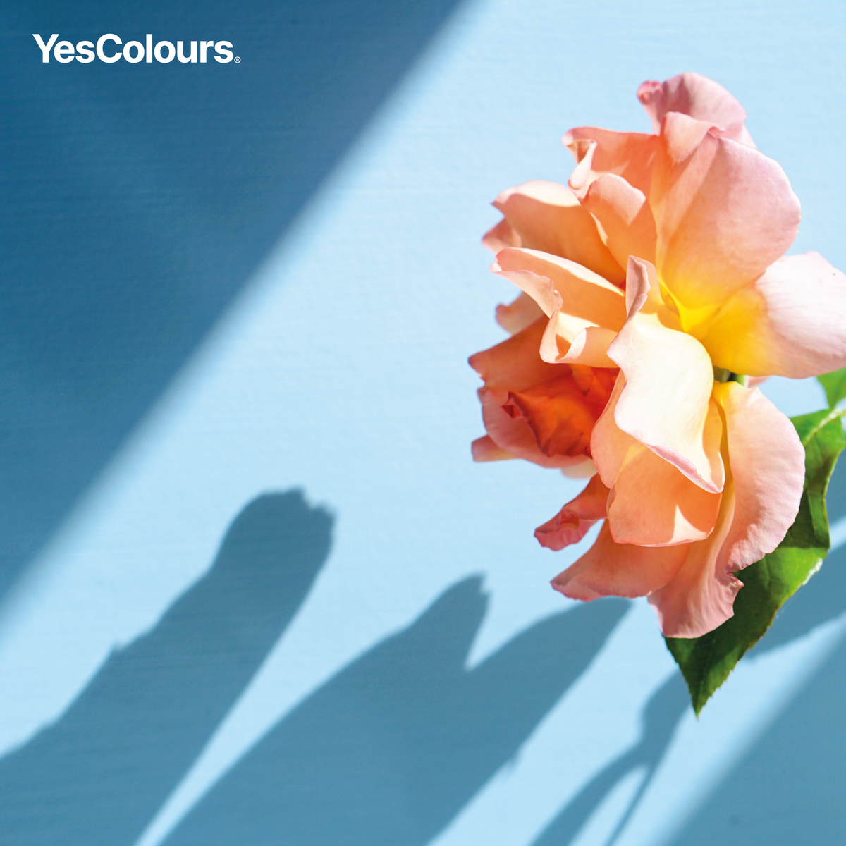 YesColours