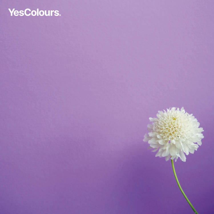 YesColours Joyful Lilac paint swatch , Joyful Lilac Lilac Lilac / Purple Purple Swatch , Lick Paint, Coat Paint, Dulux Paint Joyful-Lilac-paint-swatch-YesColours-52