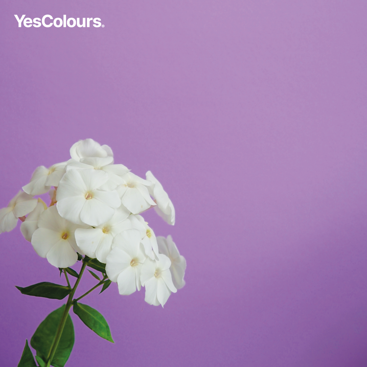 YesColours Joyful Lilac Paint